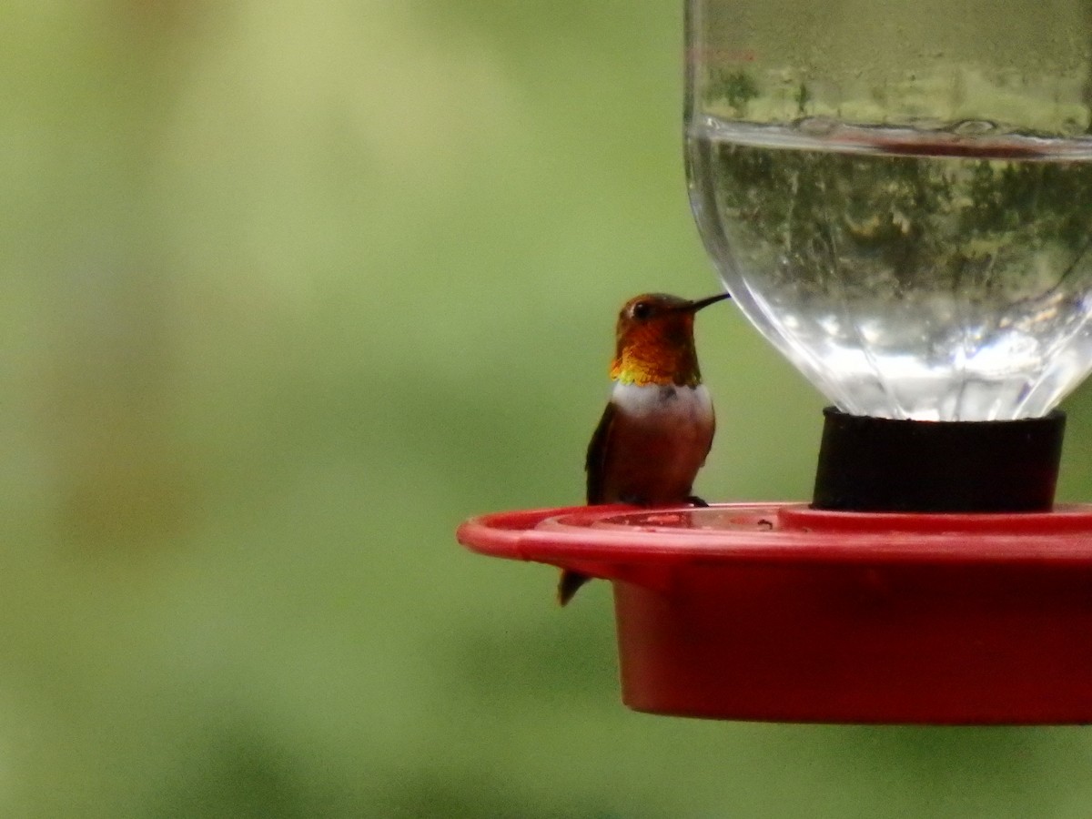 Rufous Hummingbird - ML51663201