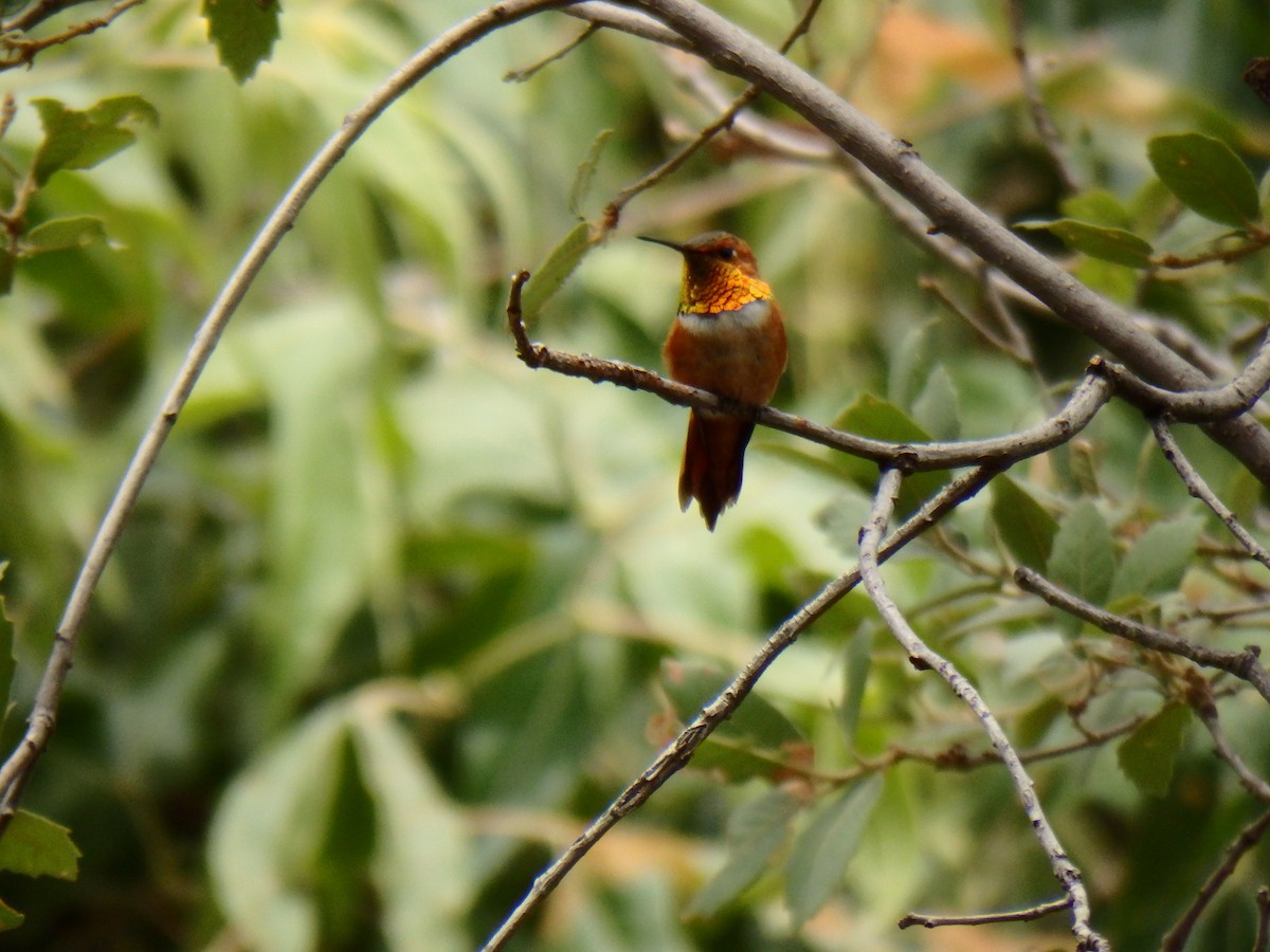 Rufous Hummingbird - ML51663211