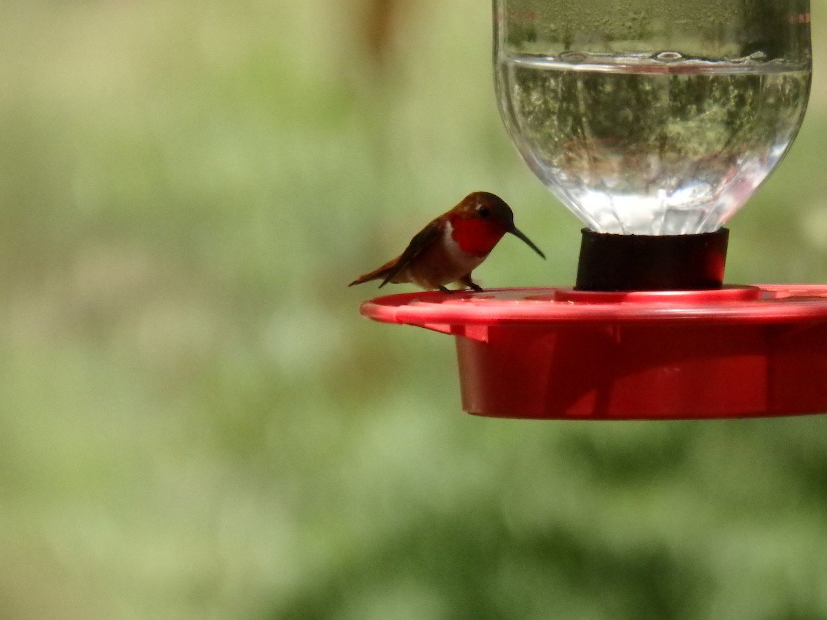 Rufous Hummingbird - ML51663271