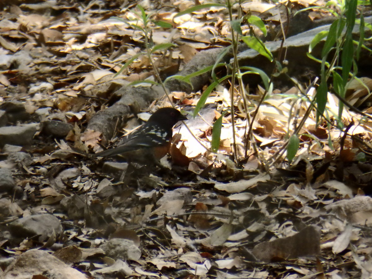 Spotted Towhee - ML51663301