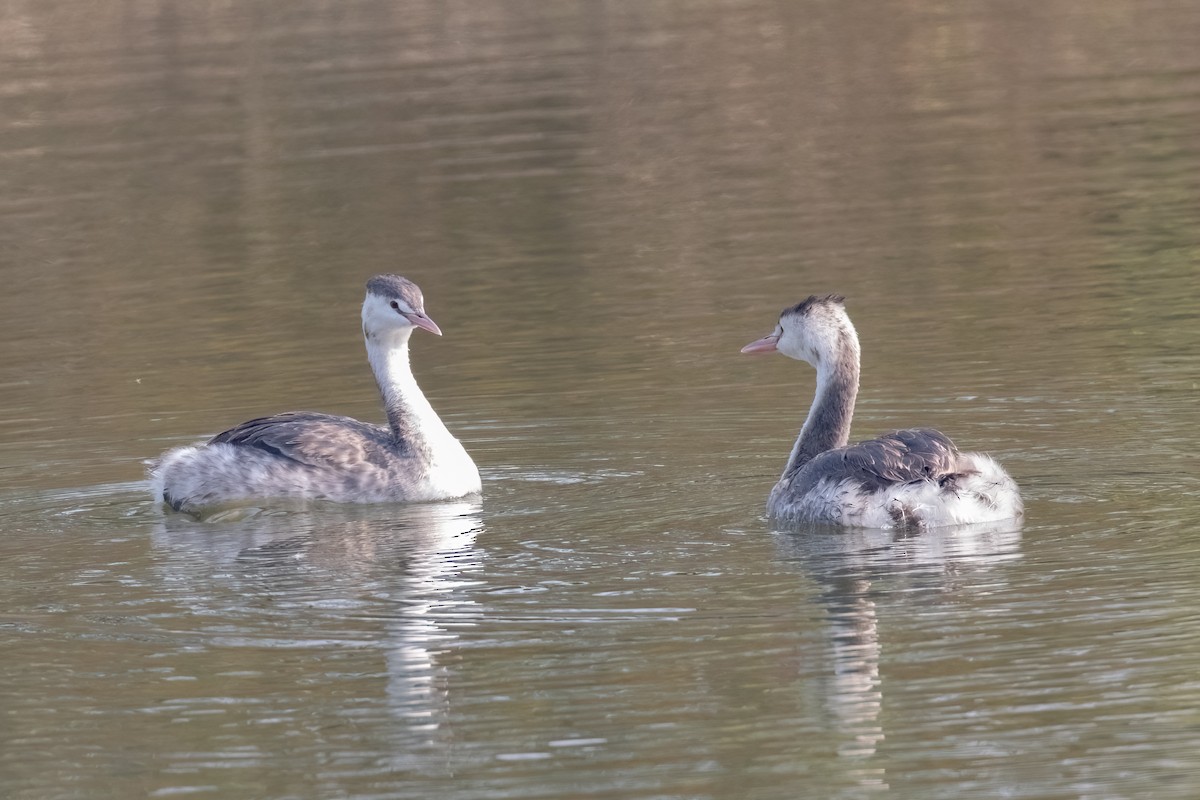 Great Crested Grebe - ML516634521