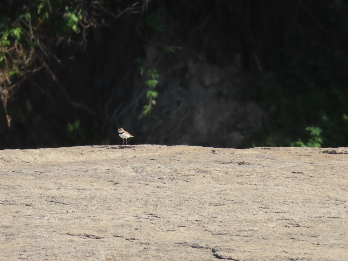 Collared Plover - ML516636041