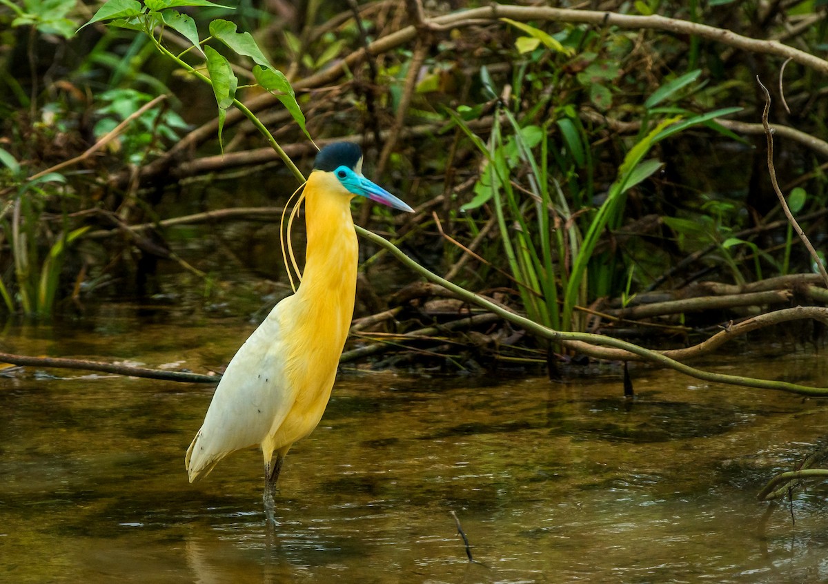 Capped Heron - Russell Scott