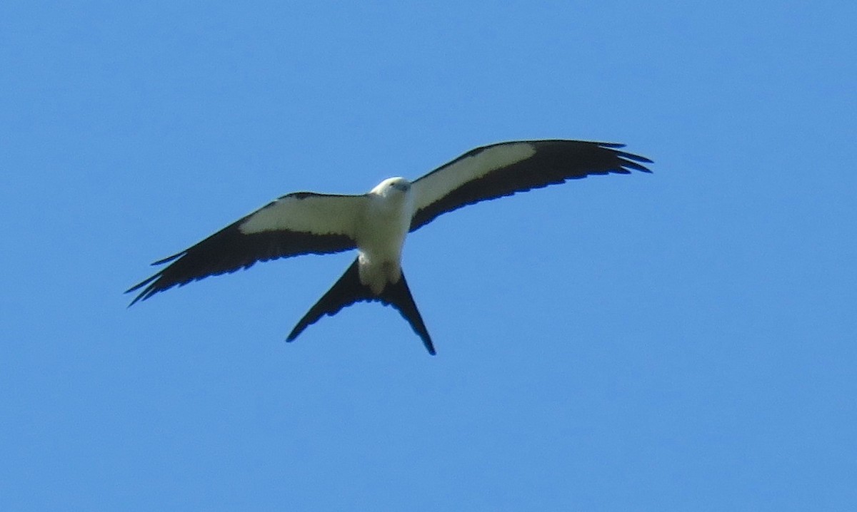 Swallow-tailed Kite - David Dowell