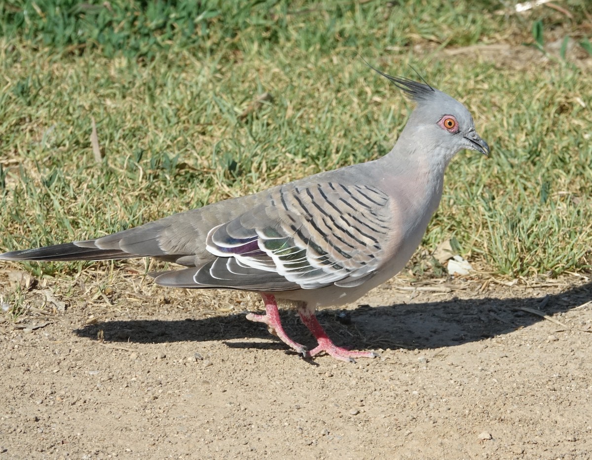 Crested Pigeon - ML516641481