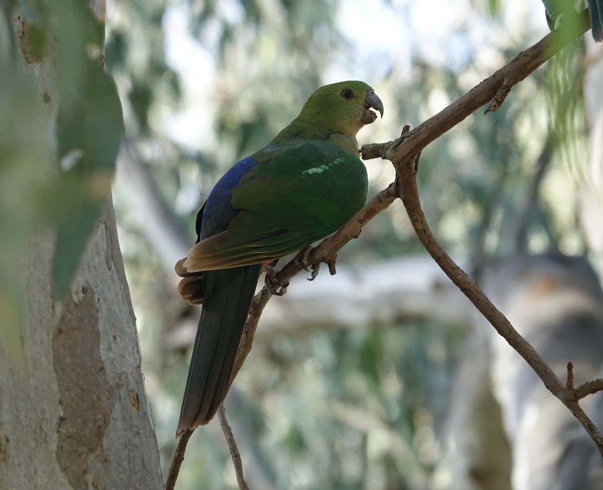 Australian King-Parrot - Paul Bartlett