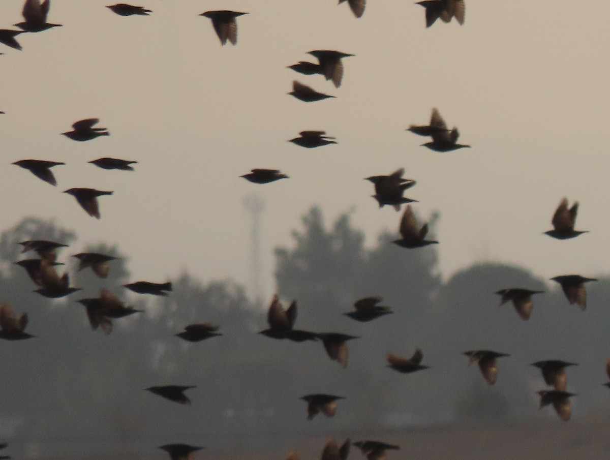 European Starling - הלל נחמן