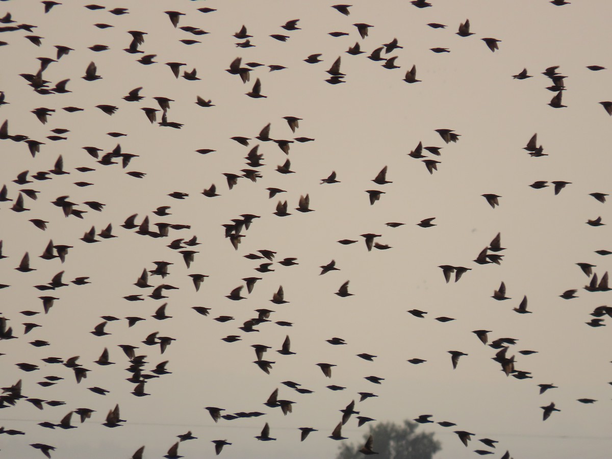 European Starling - הלל נחמן