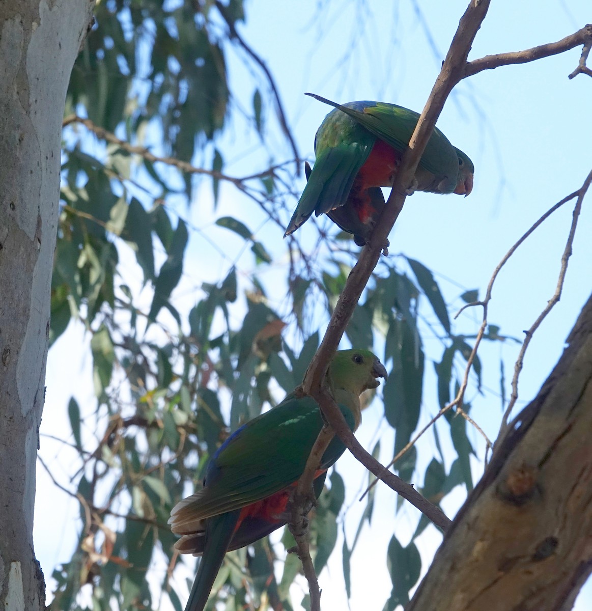 Australian King-Parrot - ML516643131