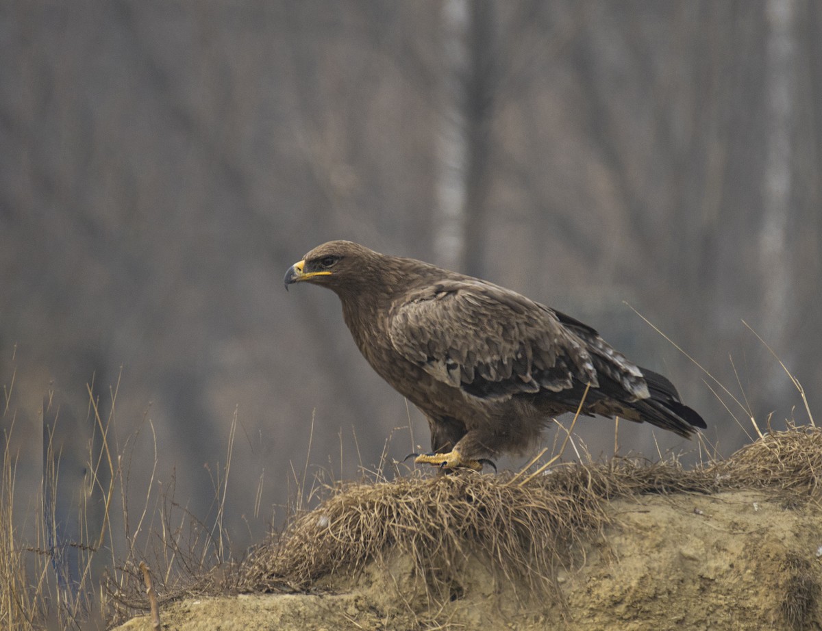 Steppe Eagle - Waseem Bhat
