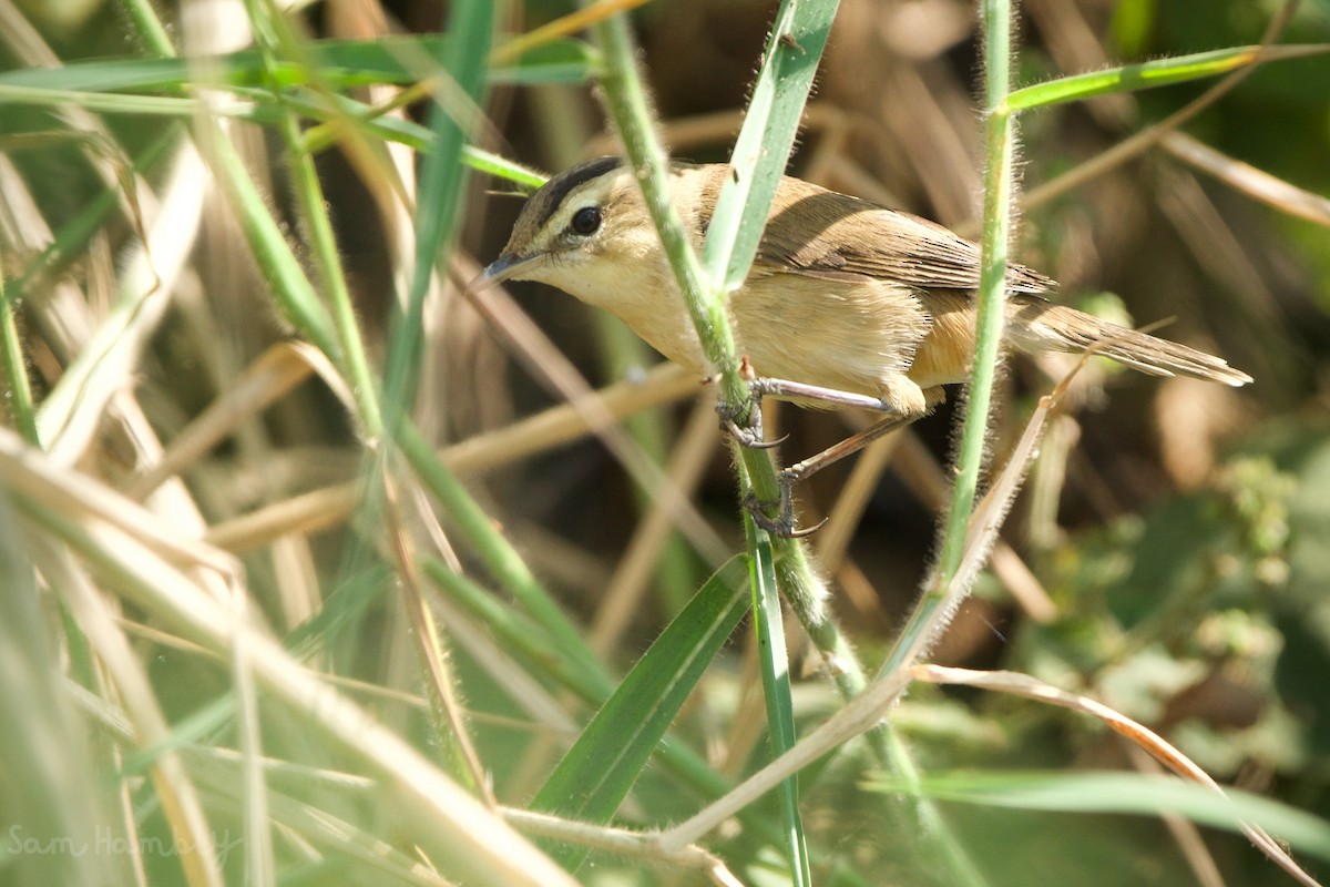Black-browed Reed Warbler - Sam Hambly