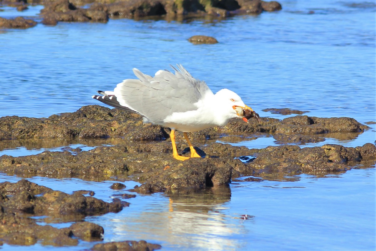 Yellow-legged Gull - ML516650401
