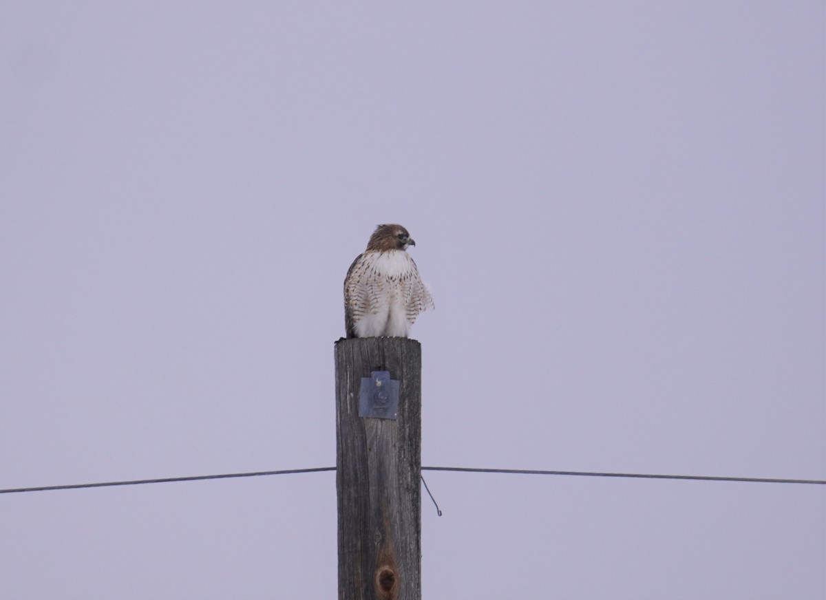 Red-tailed Hawk - ML516661601