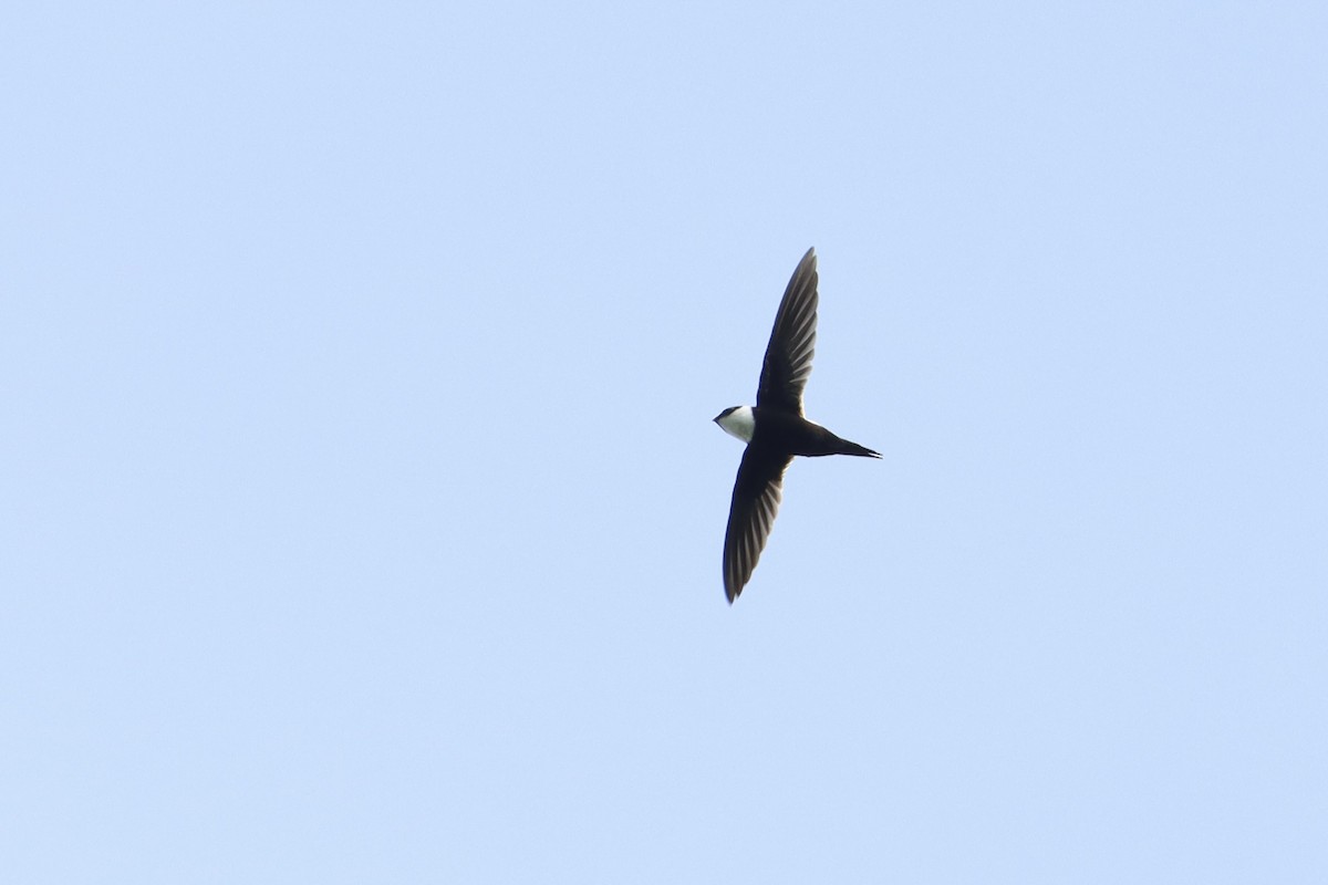 Lesser Swallow-tailed Swift - ML516664111
