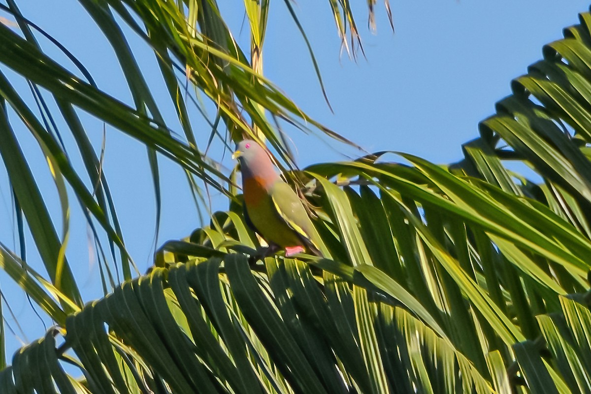 Pink-necked Green-Pigeon - Kurt Gaskill