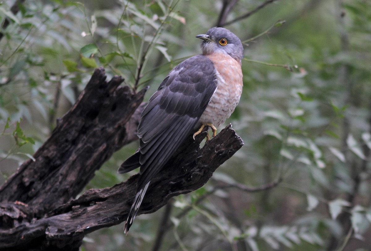 Common Hawk-Cuckoo - ML516668271