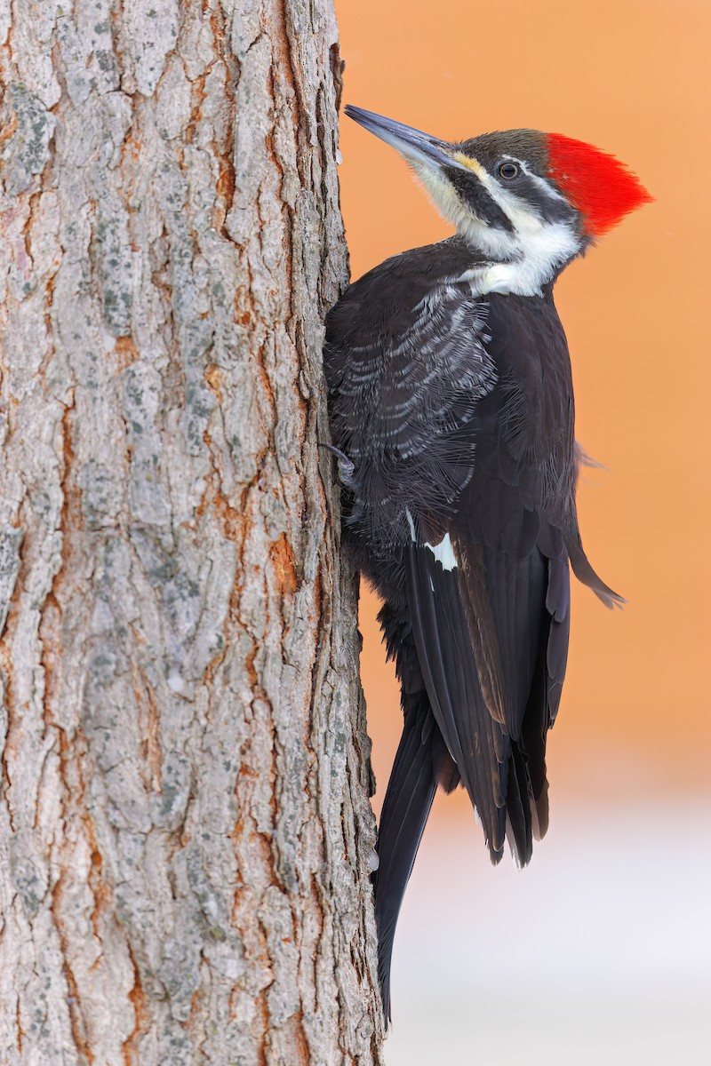 Pileated Woodpecker - ML516669781