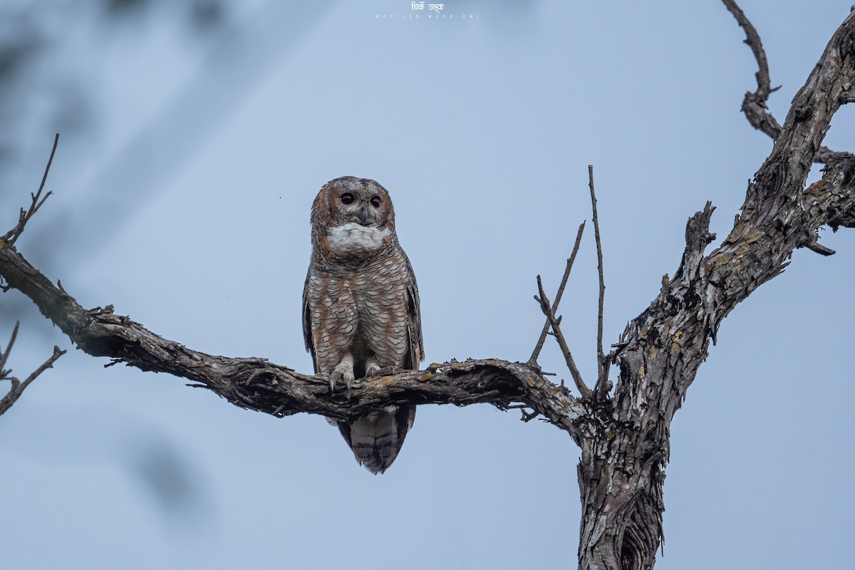 Mottled Wood-Owl - ML516675221