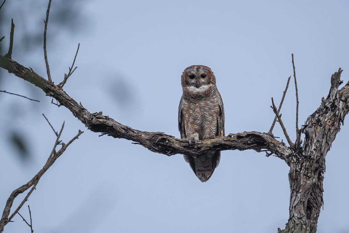 Mottled Wood-Owl - Deepak Budhathoki 🦉