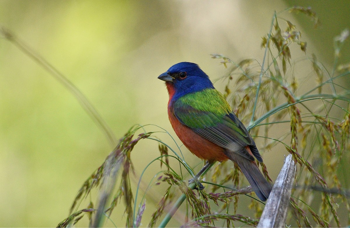 Painted Bunting - ML516680941