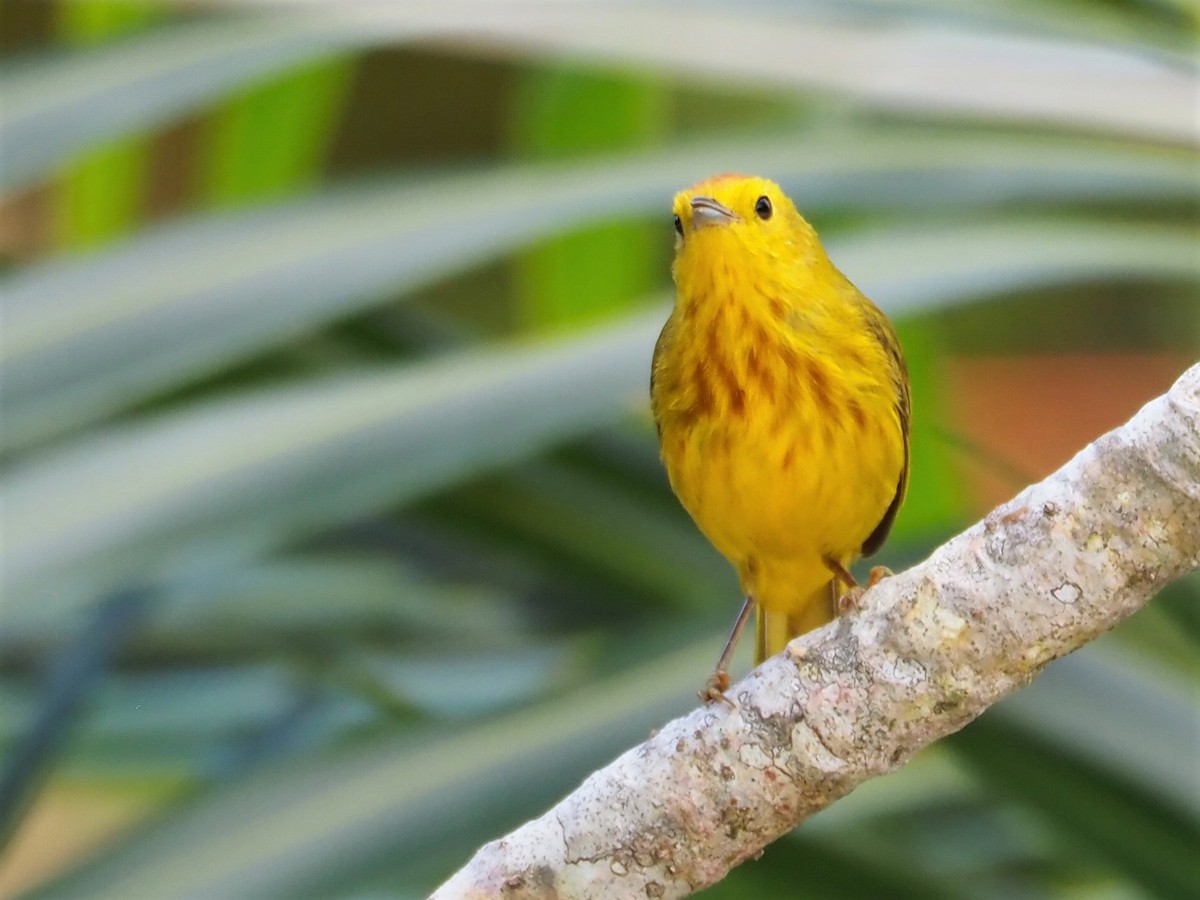 Yellow Warbler (Golden) - ML516681881