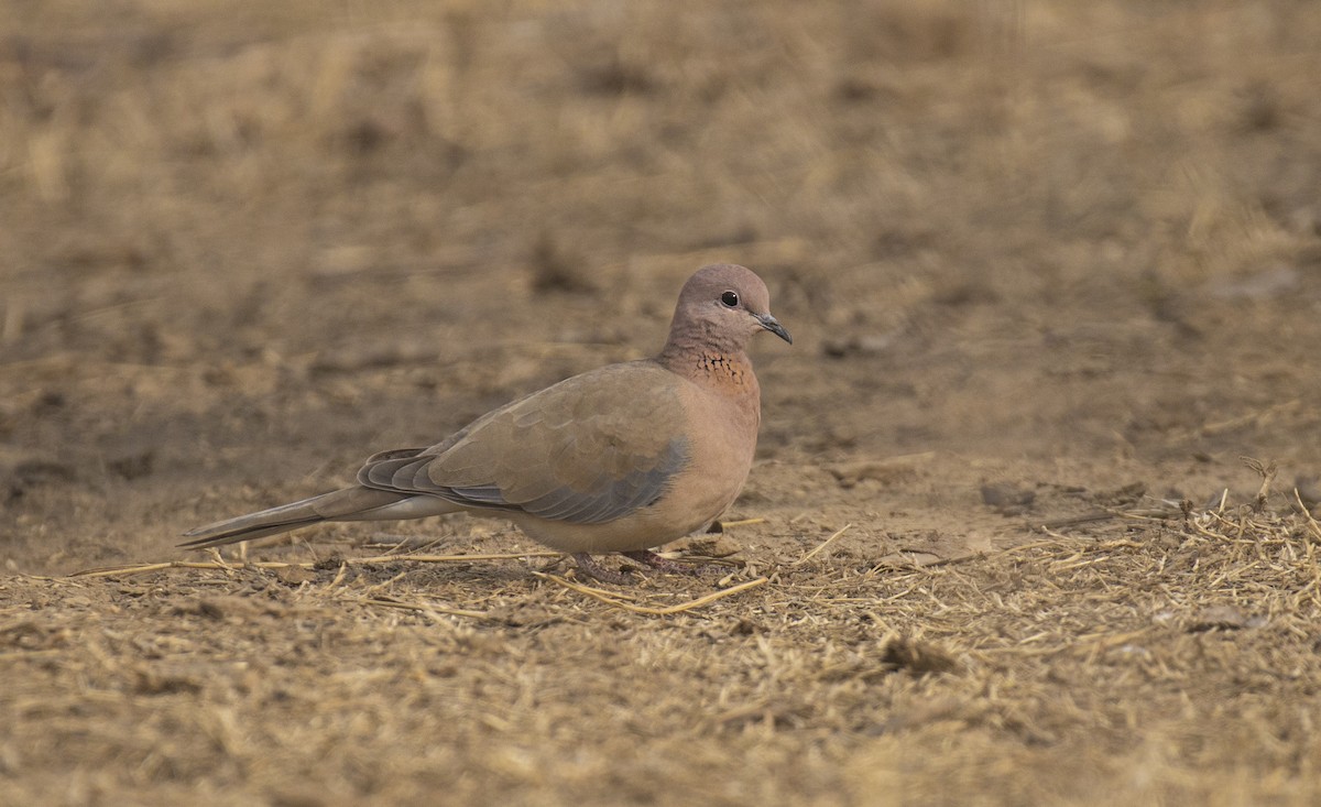 Laughing Dove - ML516684451