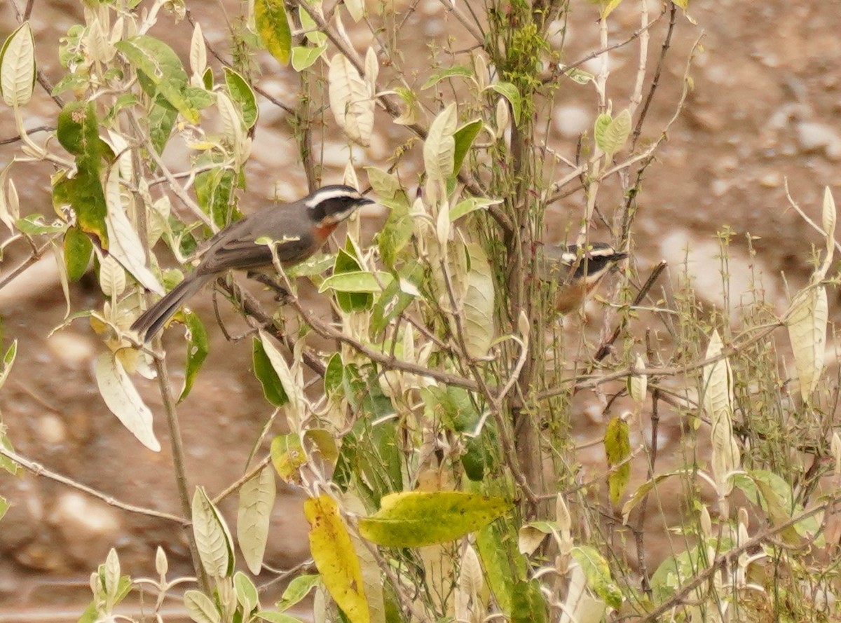 Plain-tailed Warbling Finch - ML516685351