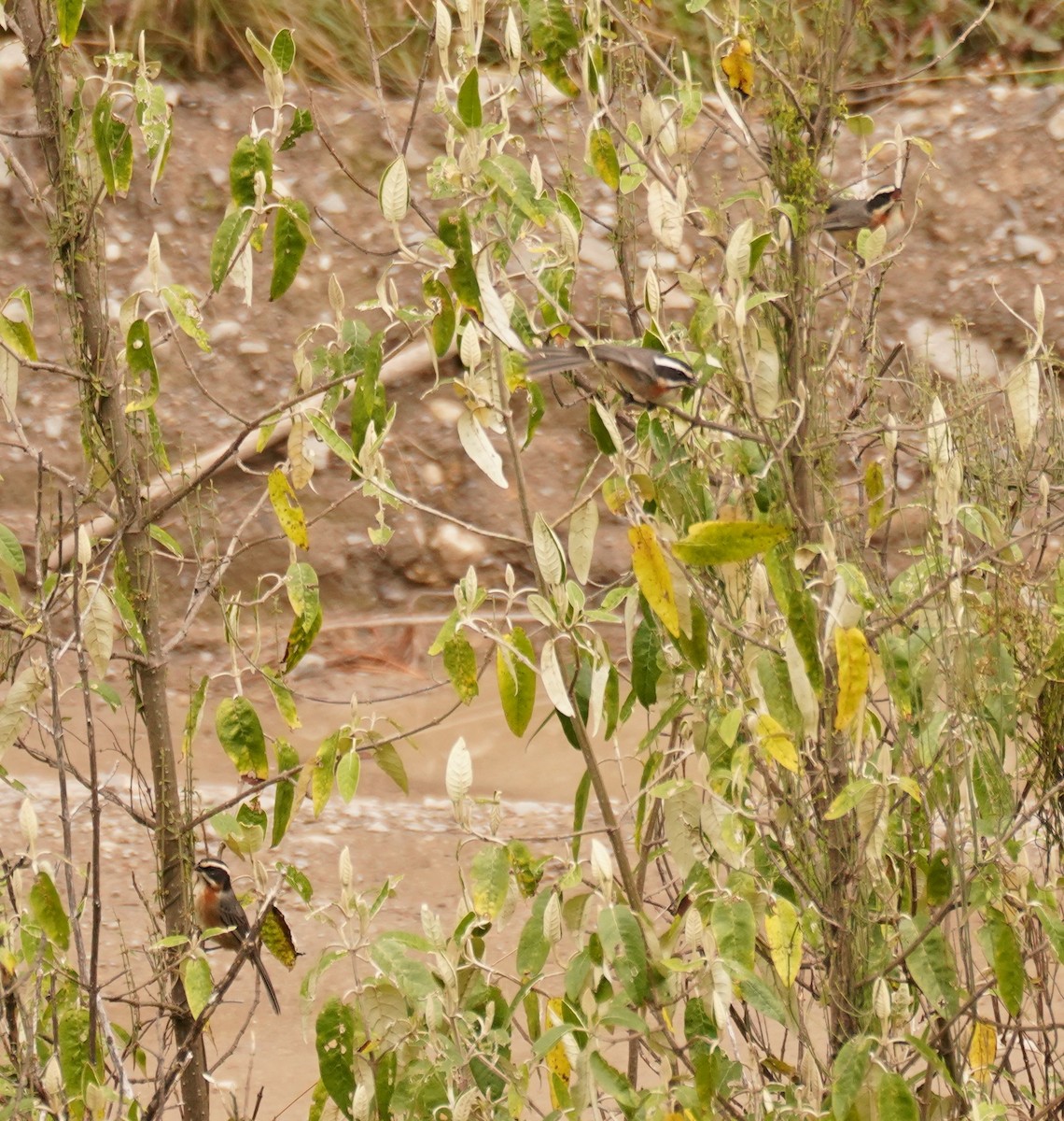 Plain-tailed Warbling Finch - ML516685471