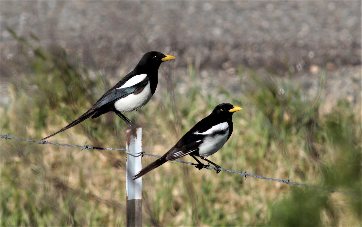 Yellow-billed Magpie - Will Wright