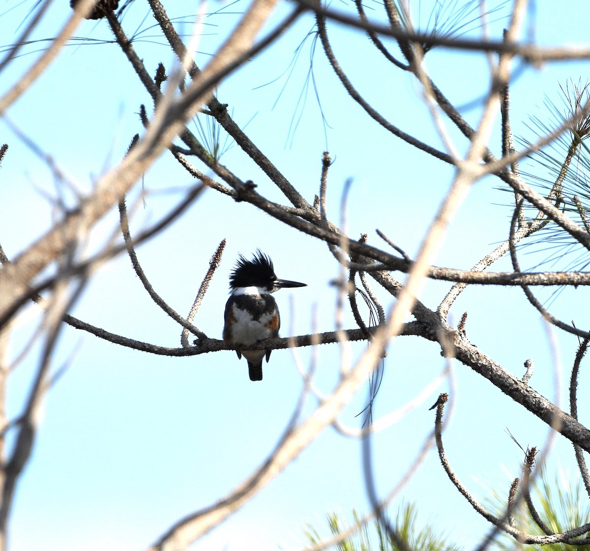 Belted Kingfisher - ML516688581