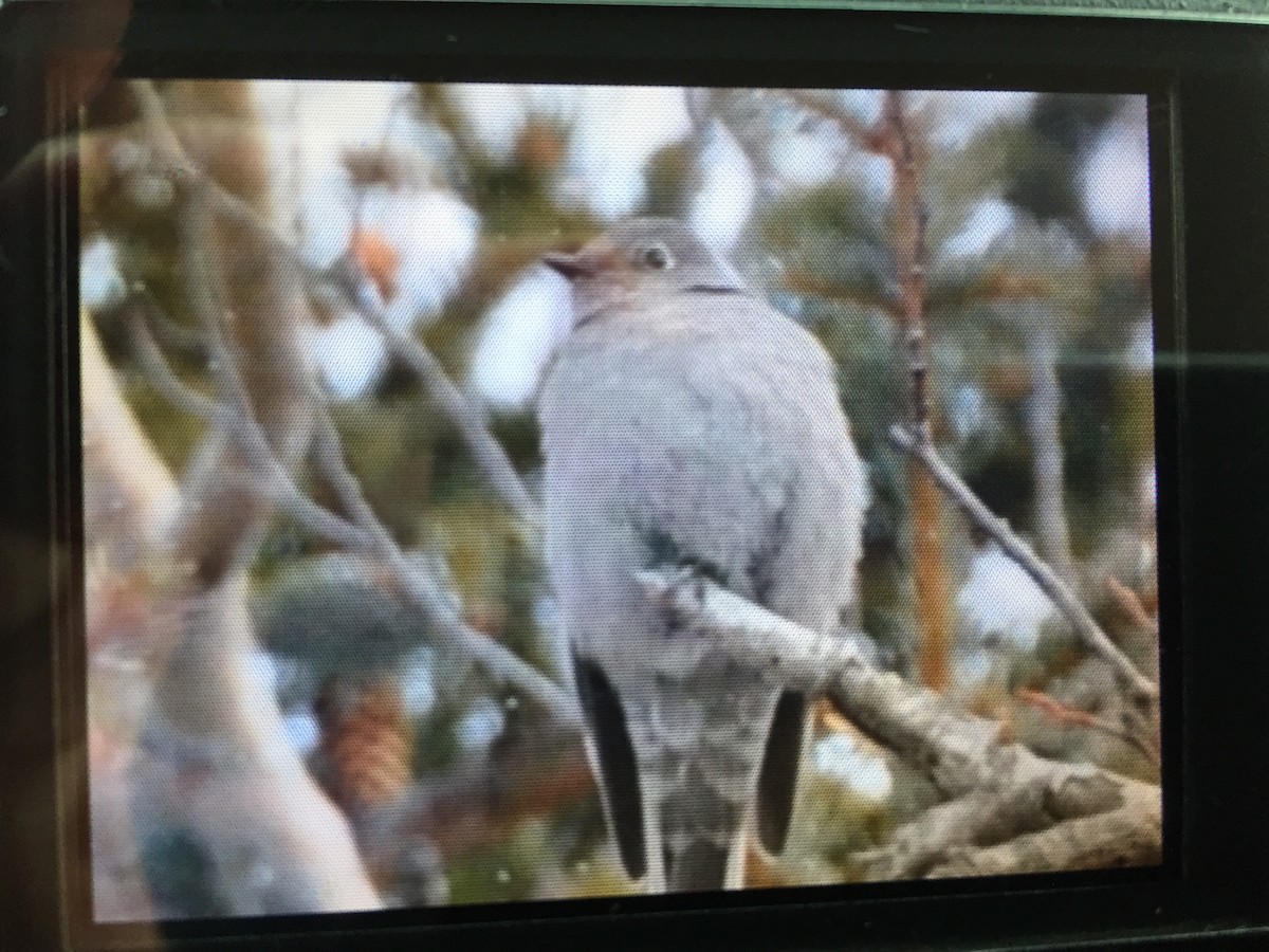 Townsend's Solitaire - Peter Scully