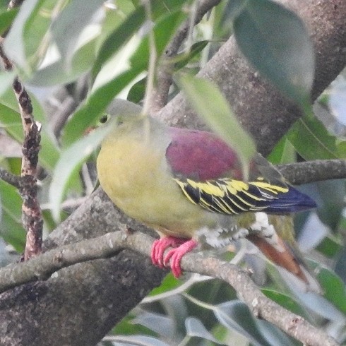 Thick-billed Green-Pigeon - ML516690541