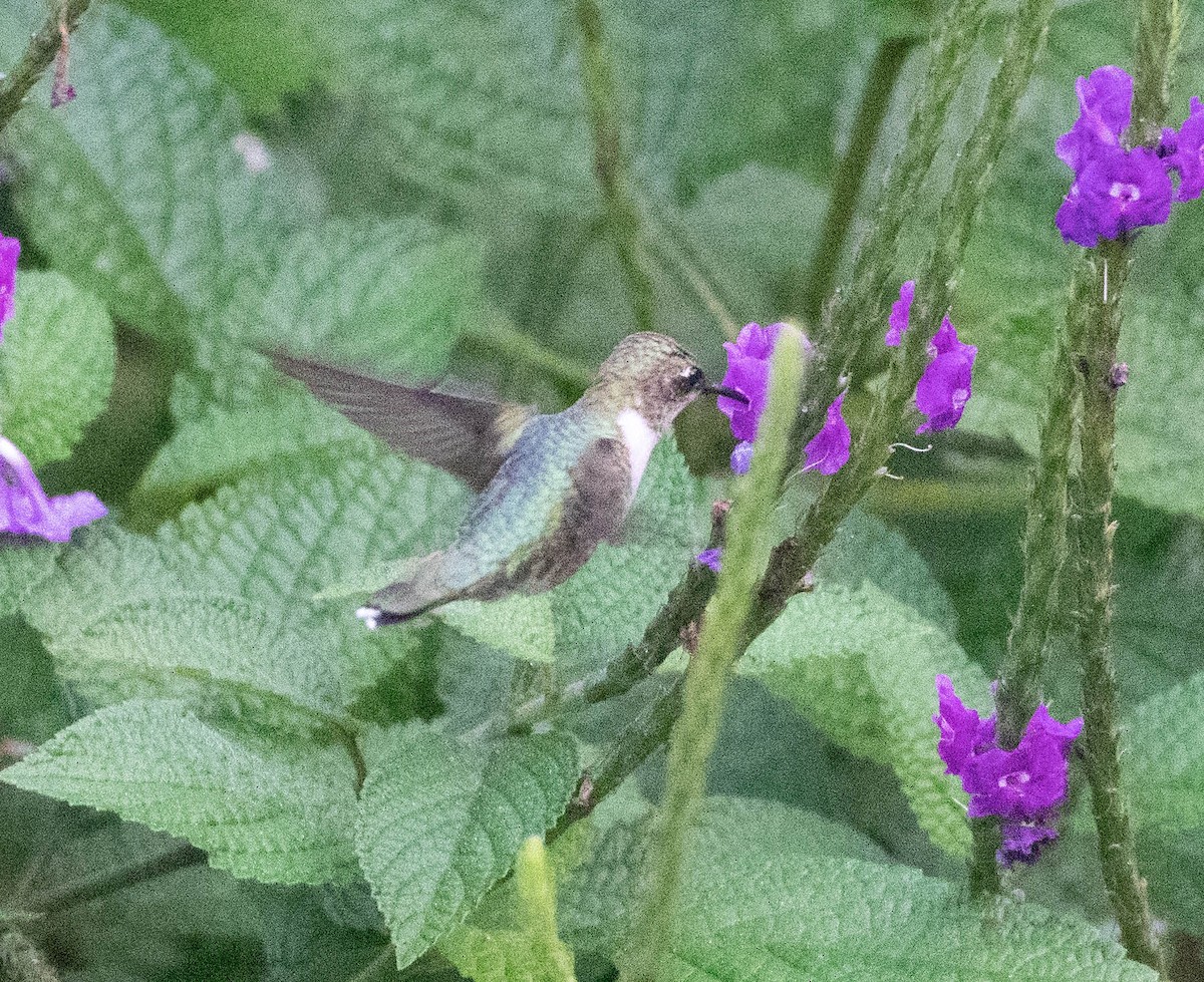 Ruby-throated Hummingbird - ML516691451