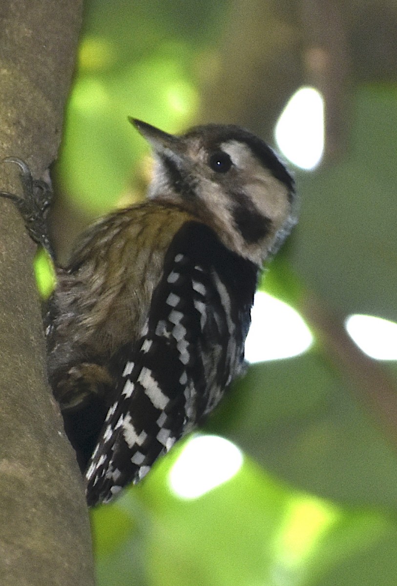 Brown-capped Pygmy Woodpecker - ML516697231