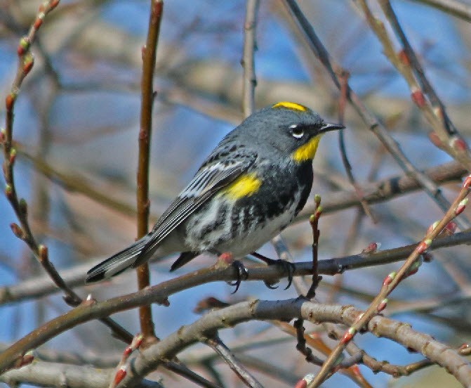 Yellow-rumped Warbler (Audubon's) - Jock McCracken