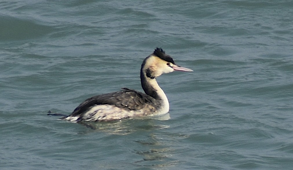 Great Crested Grebe - ML516709271