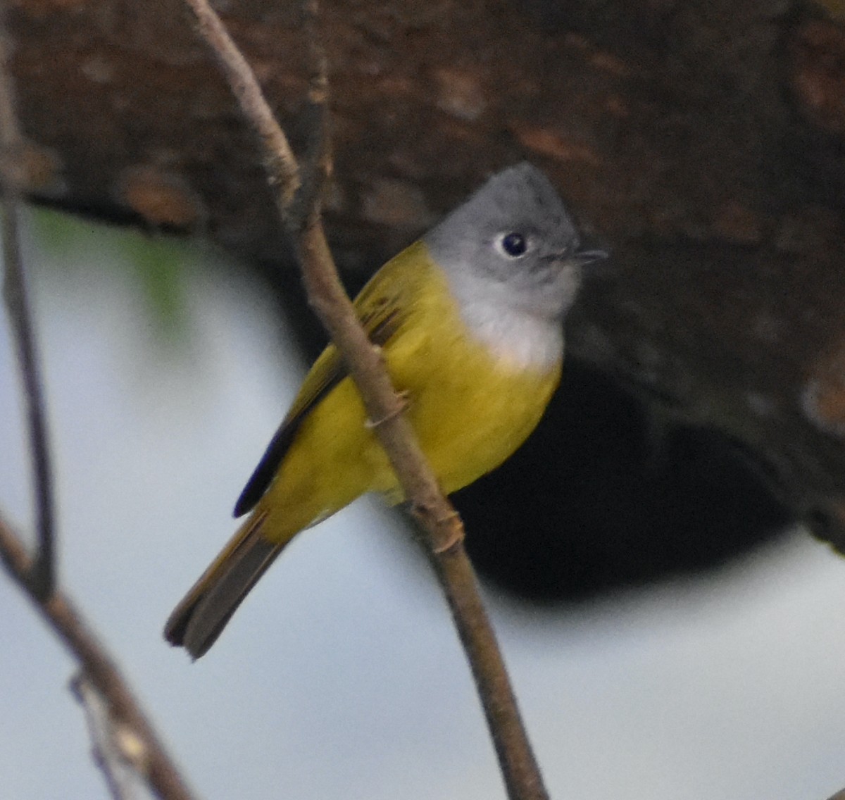 Gray-headed Canary-Flycatcher - ML516711201