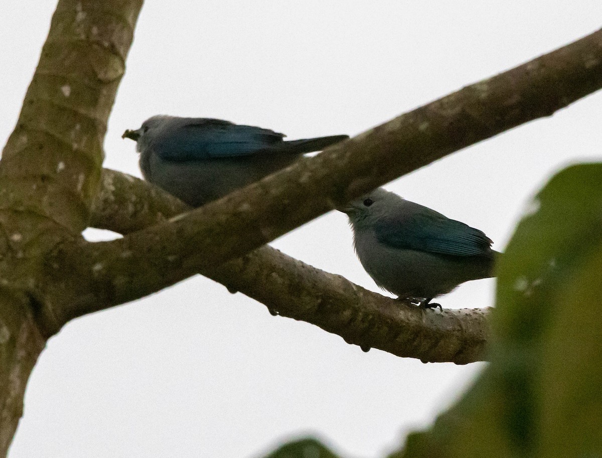 Blue-gray Tanager - ML516714541