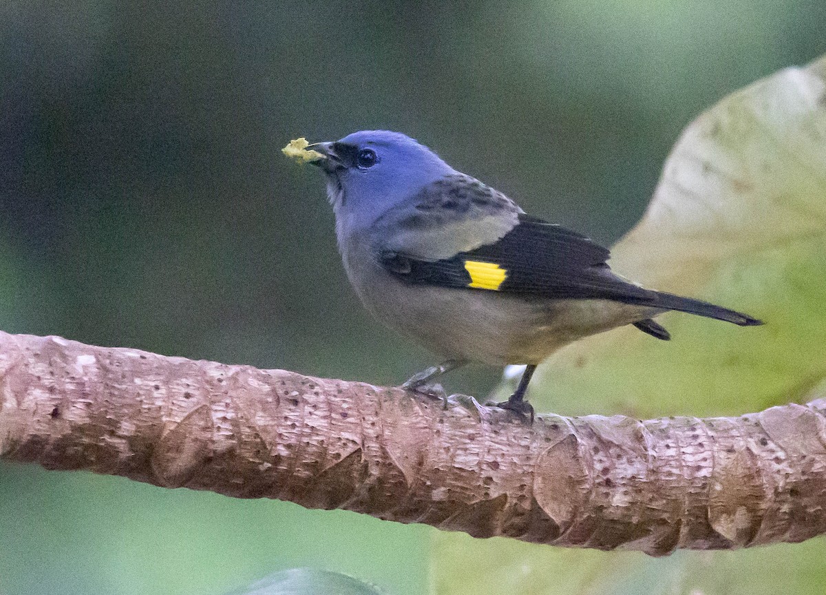 Yellow-winged Tanager - ML516714611