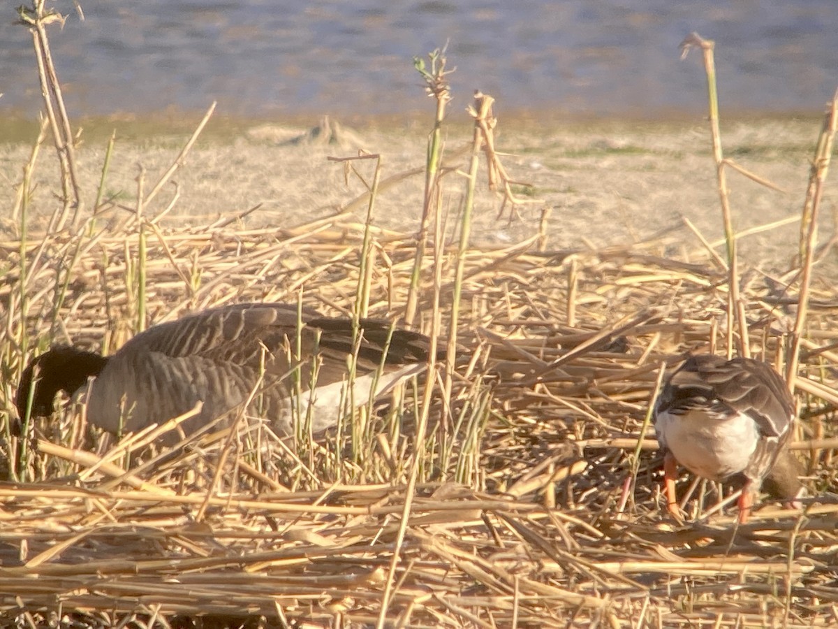 Greater White-fronted Goose - ML516714771