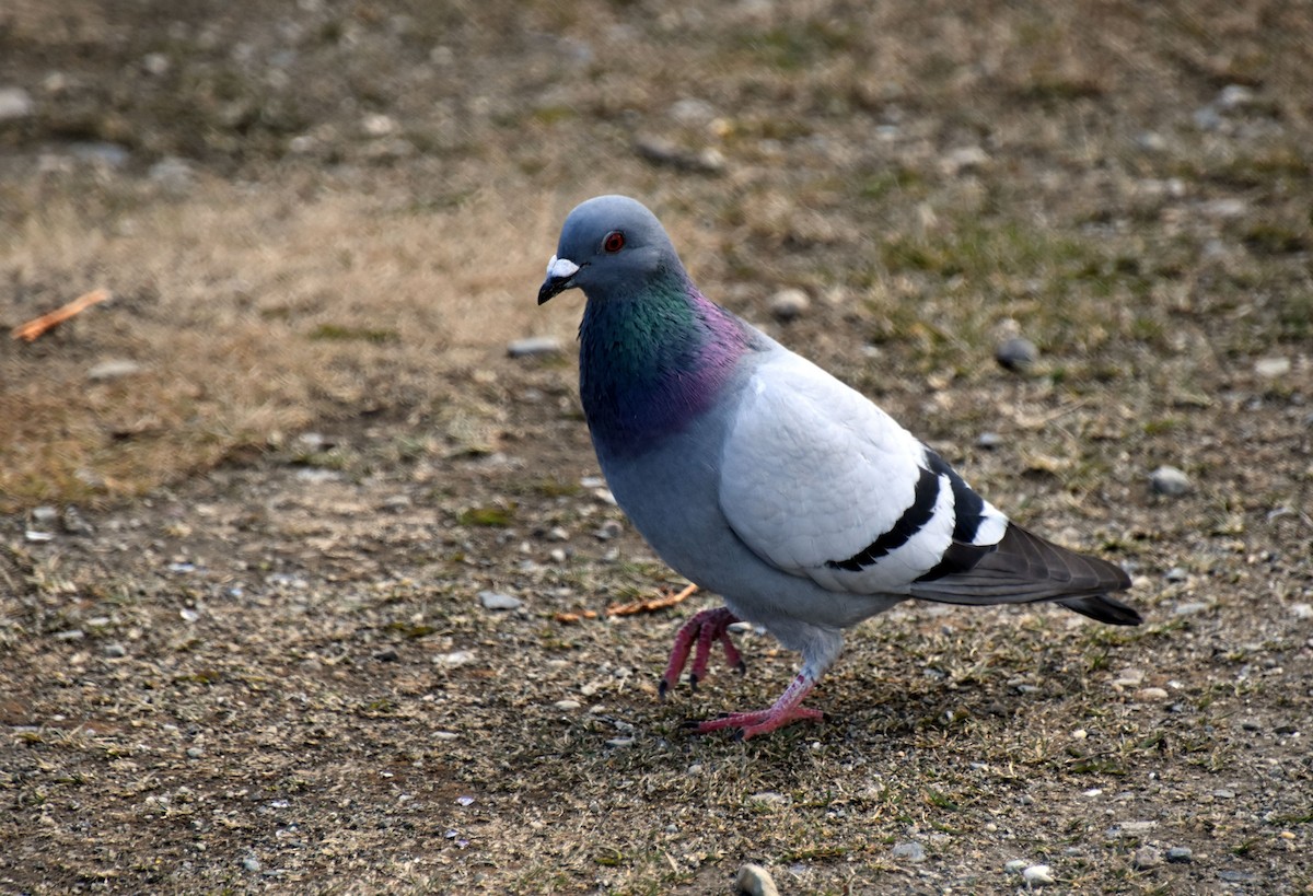 Rock Pigeon (Feral Pigeon) - ML516717311