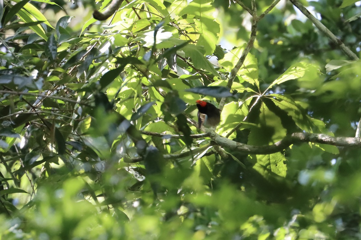 Red-capped Manakin - ML516717991