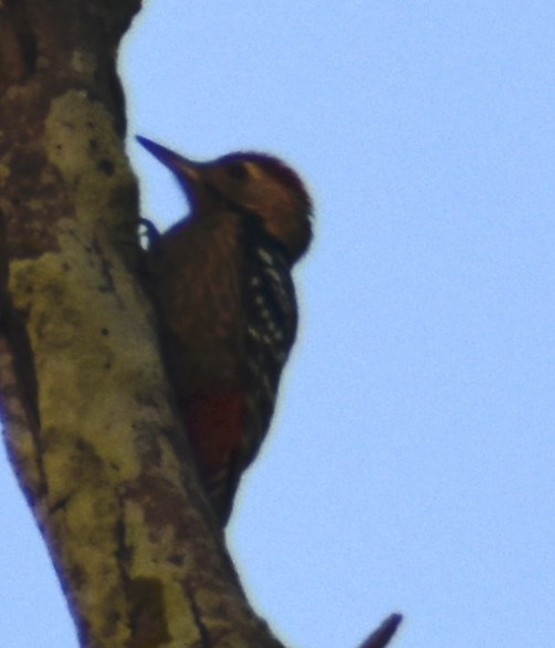 Fulvous-breasted Woodpecker - ML516726351