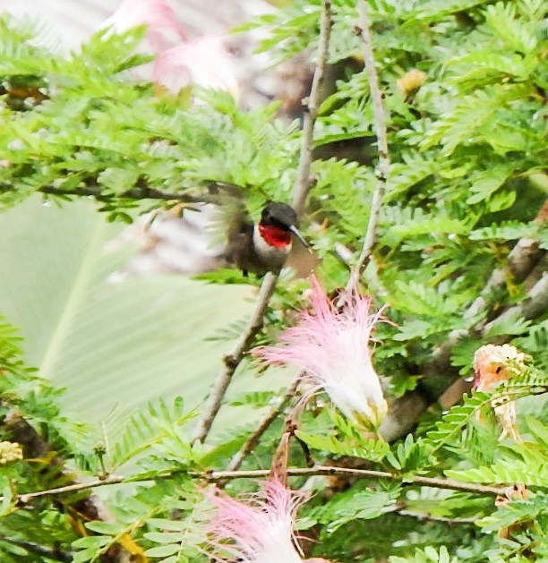 Ruby-throated Hummingbird - John Wade
