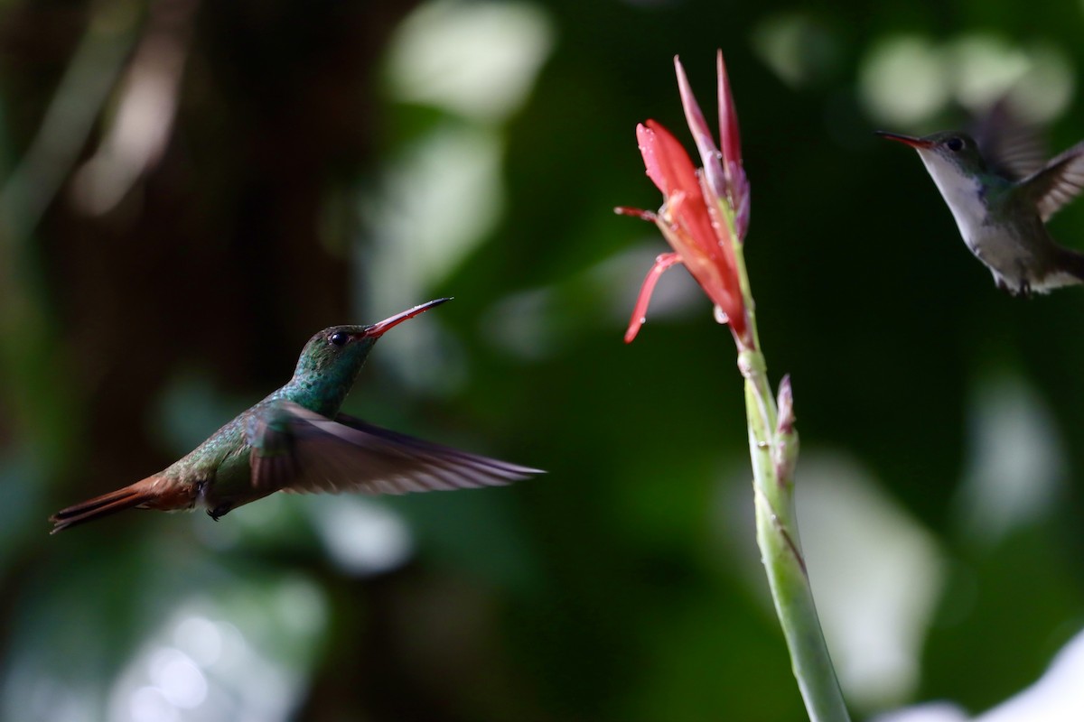 Rufous-tailed Hummingbird - ML516729701