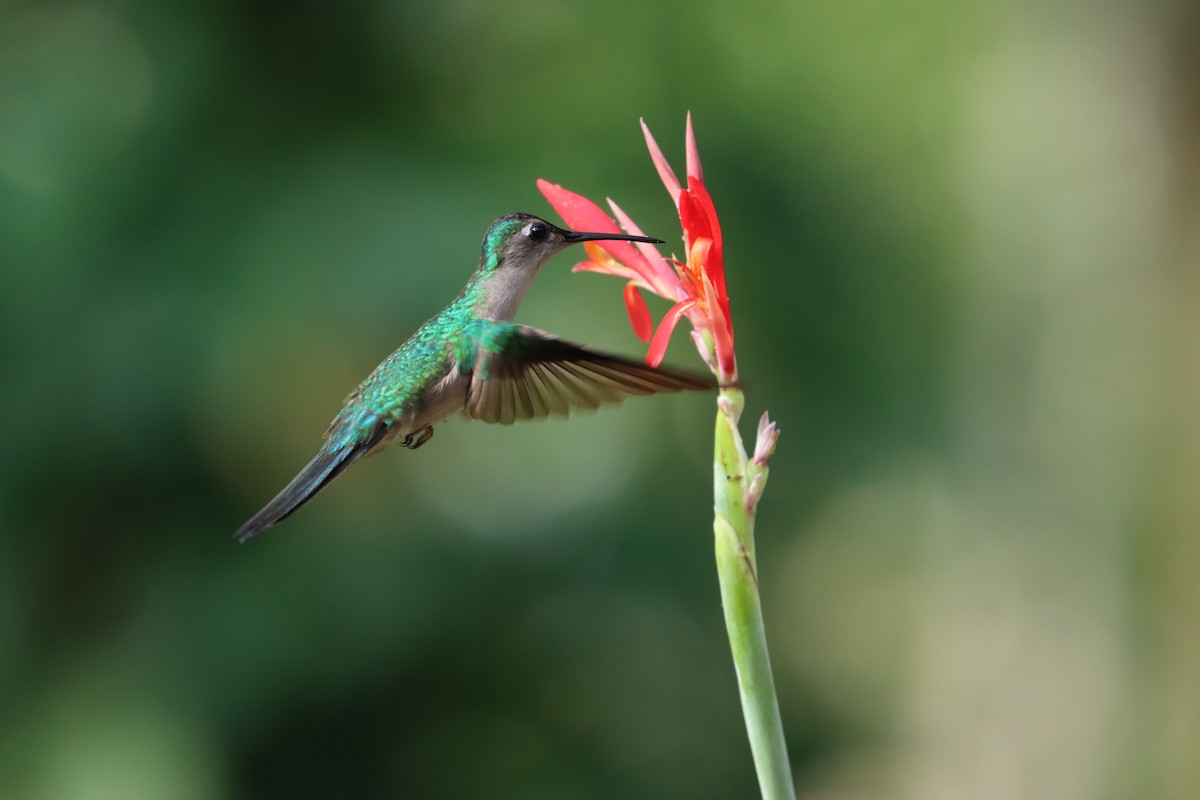 Wedge-tailed Sabrewing (Wedge-tailed) - ML516730821