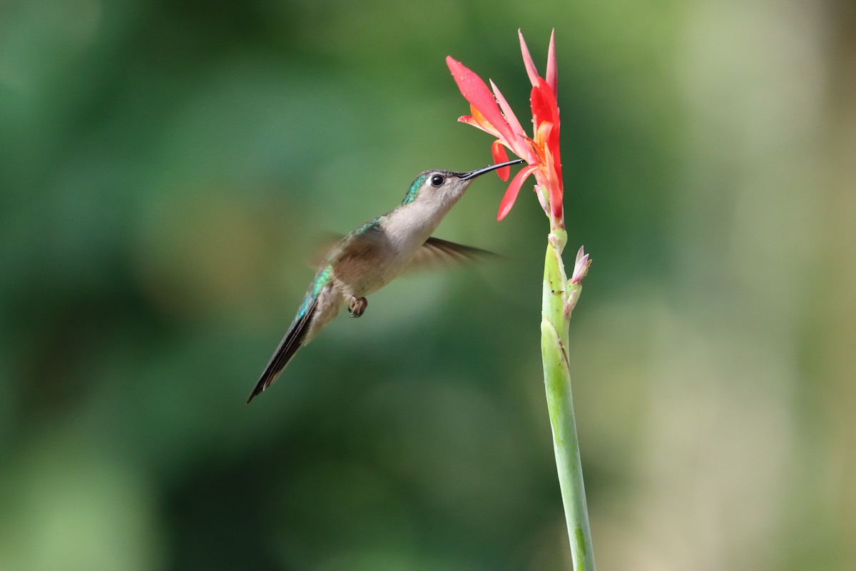 kolibřík klínoocasý (ssp. pampa) - ML516731061