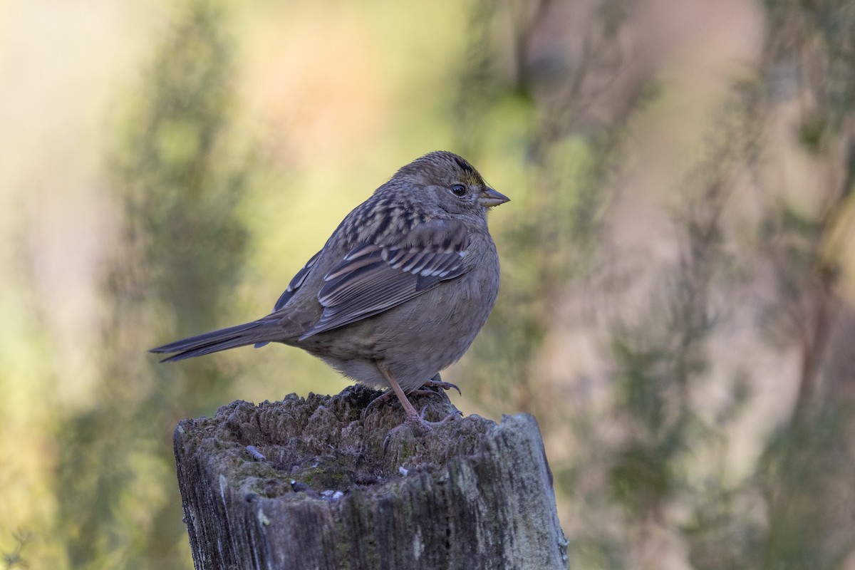 Golden-crowned Sparrow - ML516731071