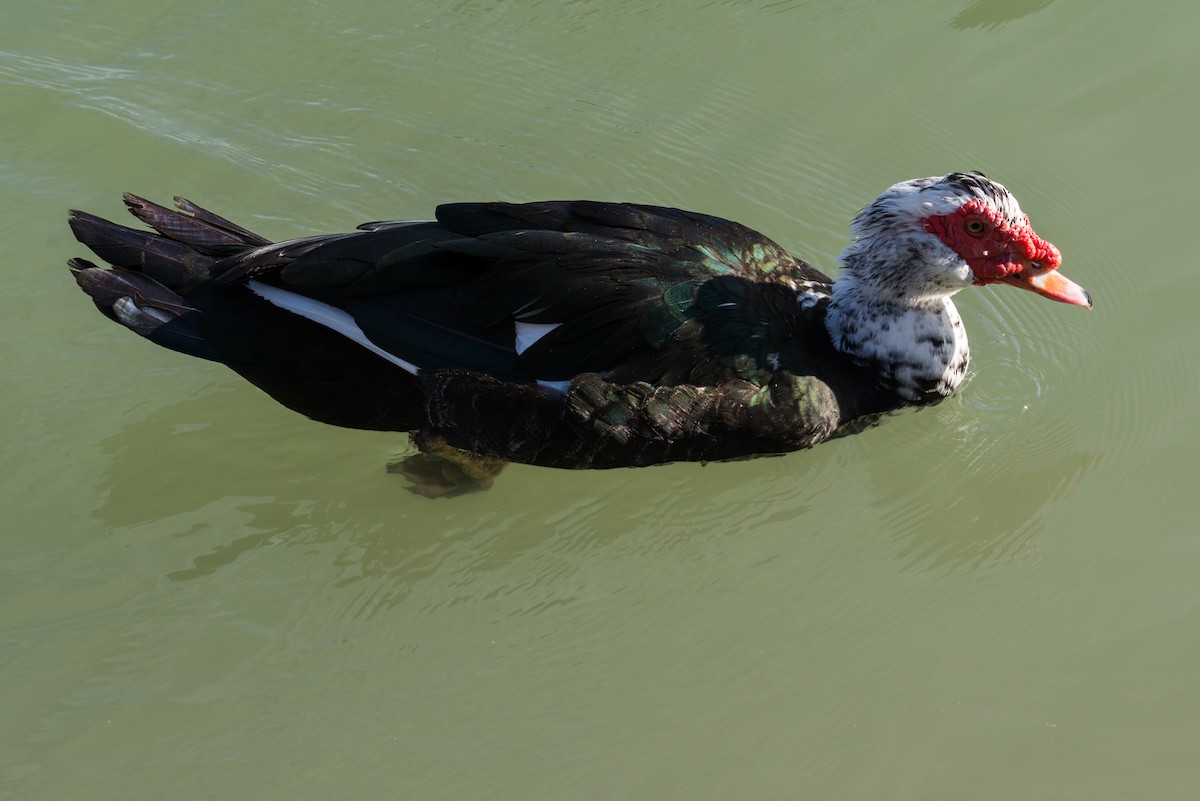 Muscovy Duck (Domestic type) - ML516735581