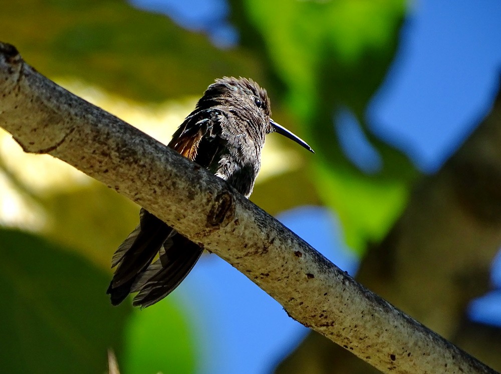 Black-bellied Hummingbird - Claus Holzapfel